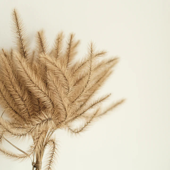 FOXTAIL Grass