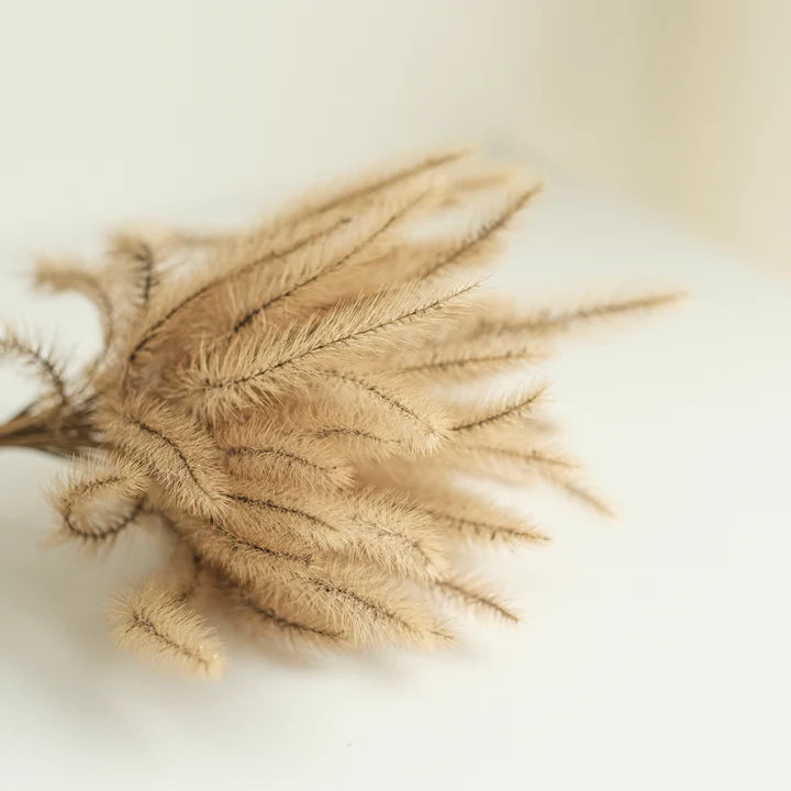 FOXTAIL Grass