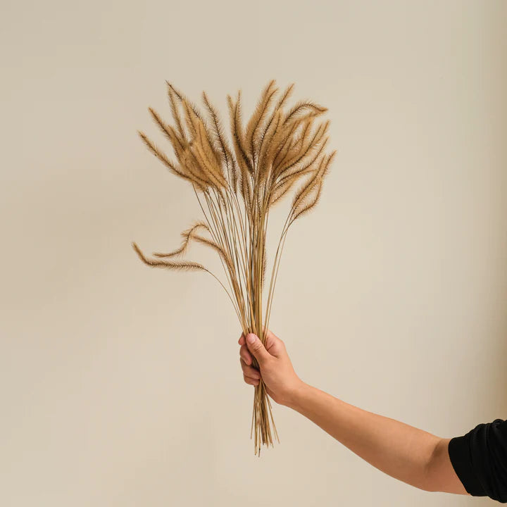 FOXTAIL Grass