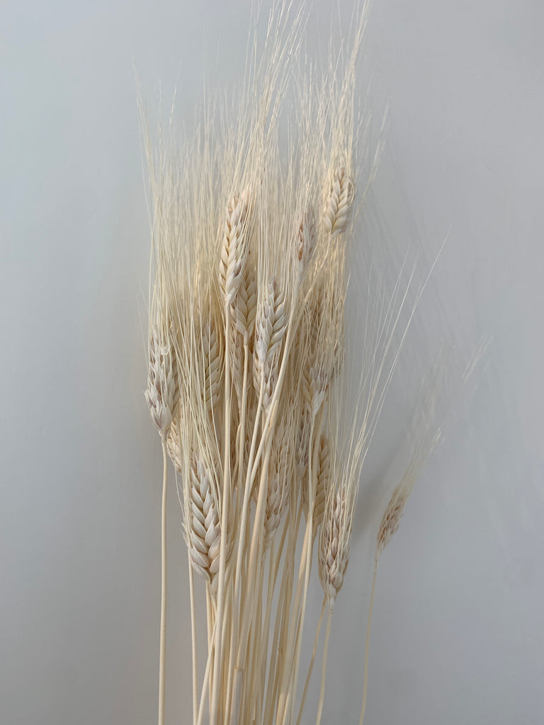 DF - Wheat by stem