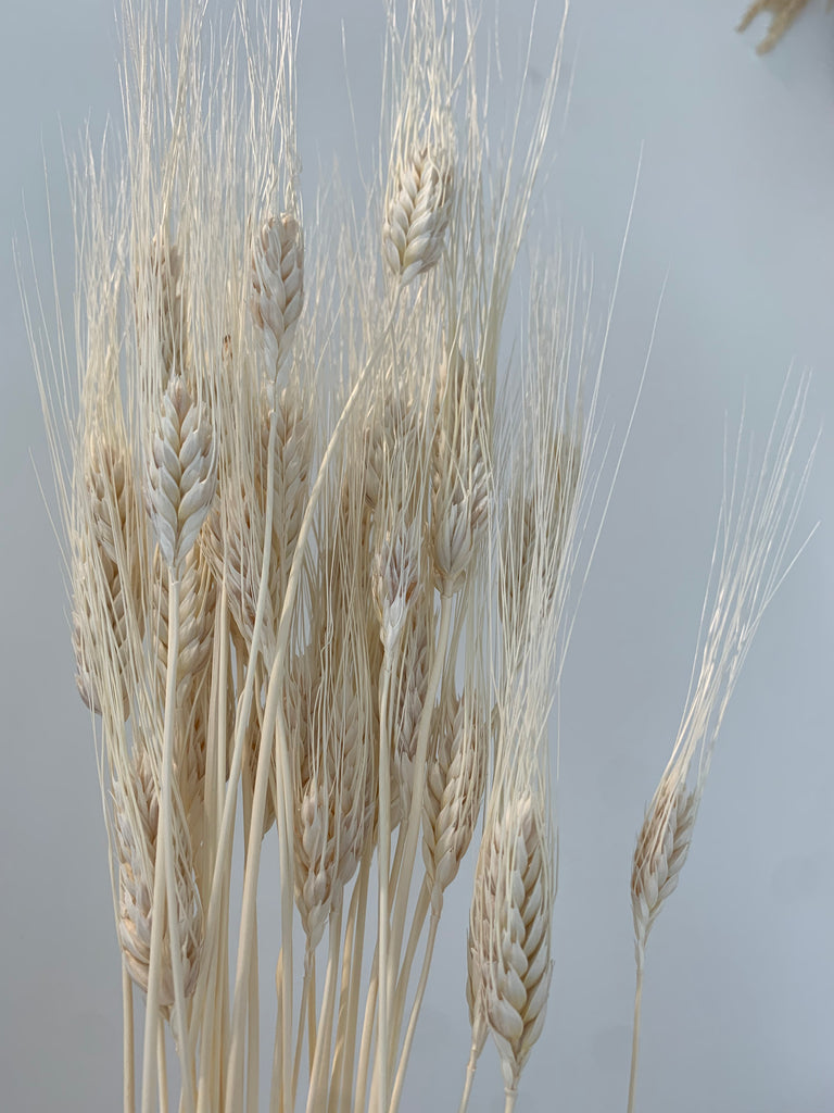 DF - Wheat by stem