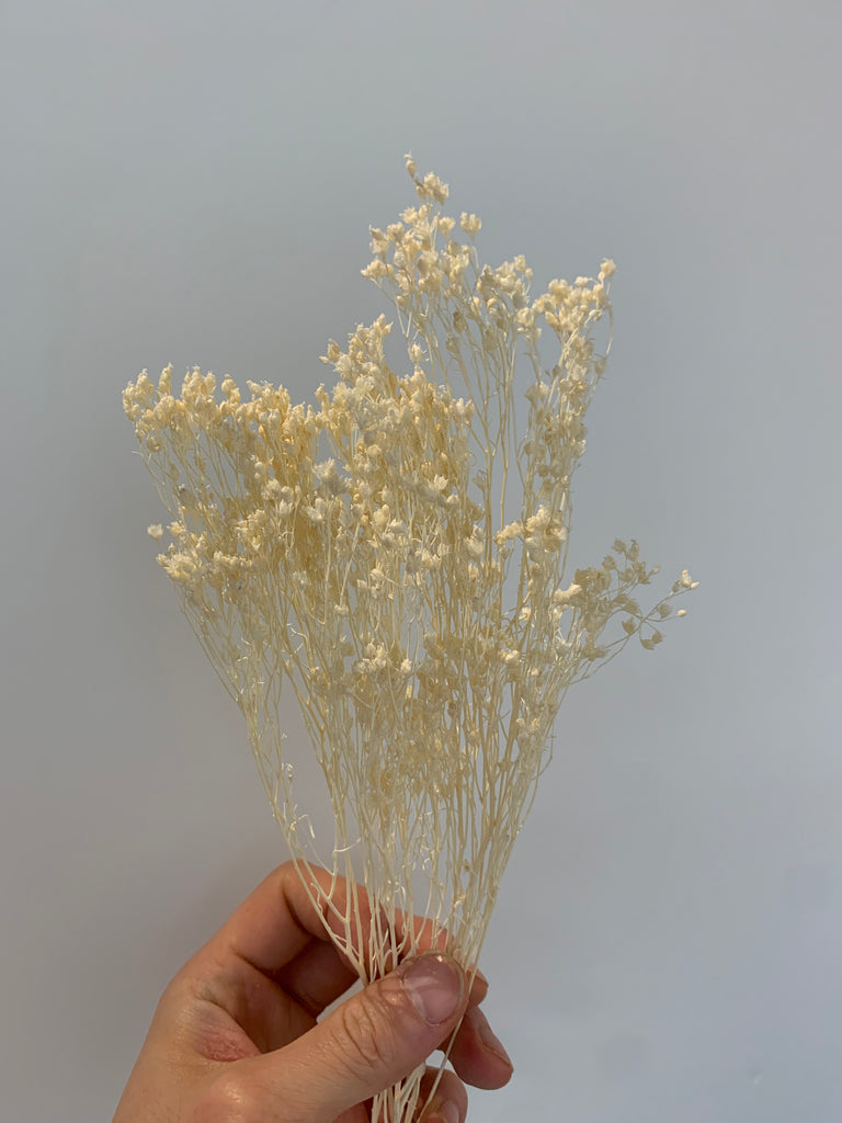 Dried Broom - White