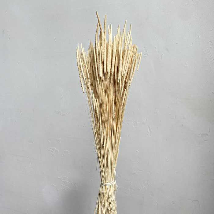 Phleum/Timothy Grass | Bleached