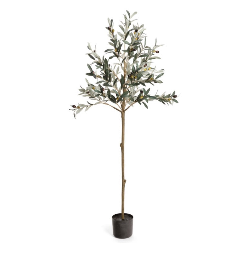 OLIVE TREE POTTED GREEN