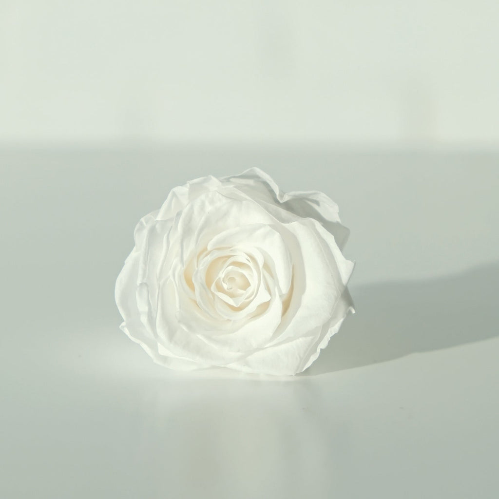 Dehydrated Rose White (Ind) | Small