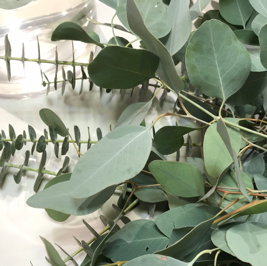 Eucalyptus | individual stem
